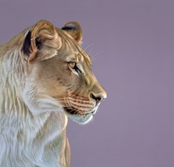 Queen of the Savannah by Darryn Eggleton - Limited Edition on Canvas sized 18x18 inches. Available from Whitewall Galleries